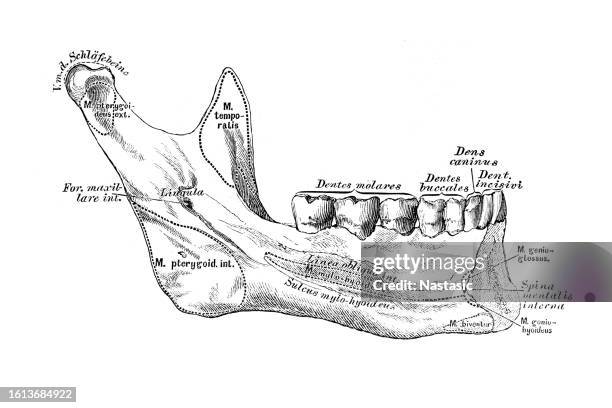 lower jaw, maxilla inferior, from the inside - human jaw bone stock illustrations