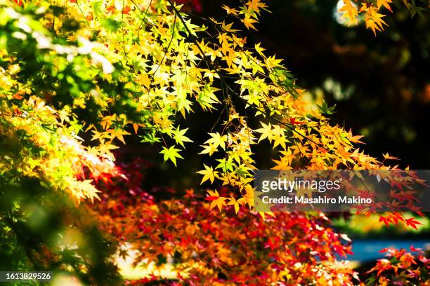autumn japanese maple leaves - japanese maple stockfoto's en -beelden
