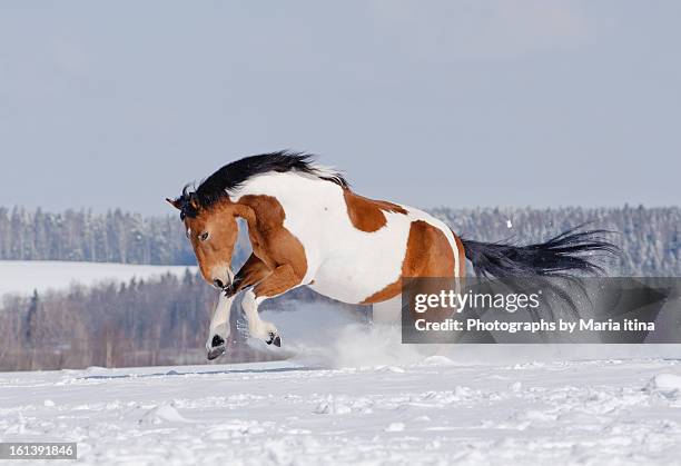 horse playing - horses playing stock pictures, royalty-free photos & images