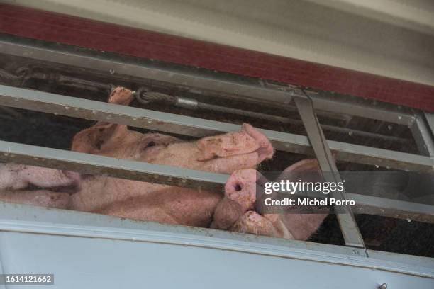 Few of the 22,000 pigs that arrive daily are waiting to enter a slaughterhouse as animal rights activists hold a vigil on August 14, 2023 in Boxtel,...