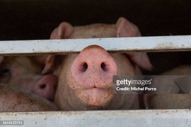 Few of the 22,000 pigs that arrive daily are waiting to enter a slaughterhouse as animal rights activists hold a vigil on August 14, 2023 in Boxtel,...