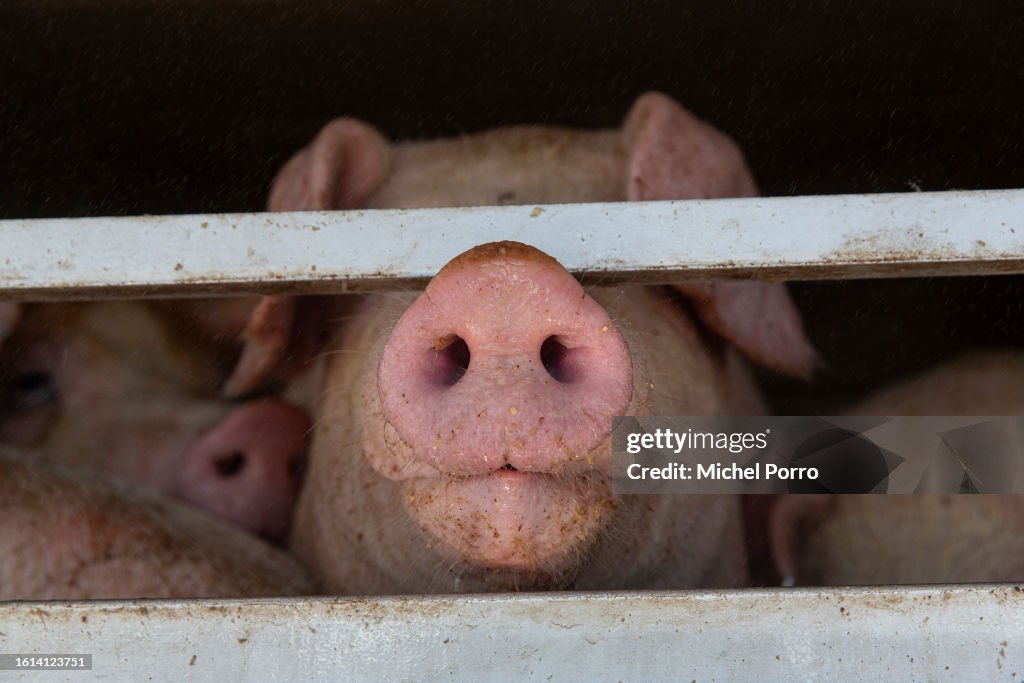 Dutch Activists Hold Vigil For Pigs Destined For The Slaughterhouse