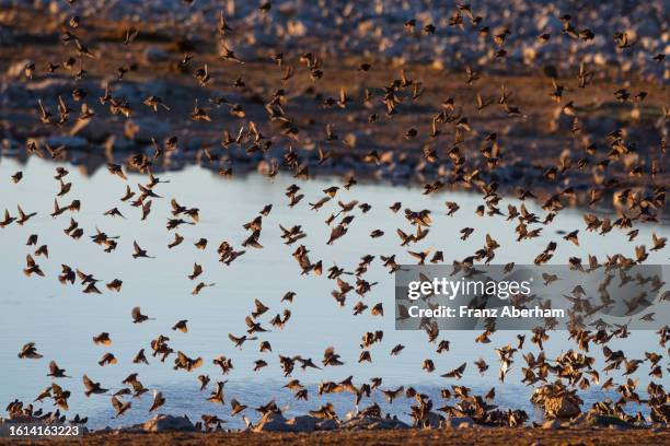 swarm of weaverbirds flying - red billed queleas stock pictures, royalty-free photos & images