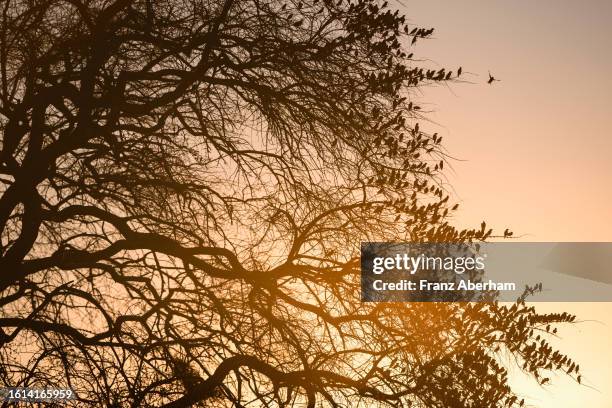 weaverbirds perching on tree branches - red billed queleas stock pictures, royalty-free photos & images