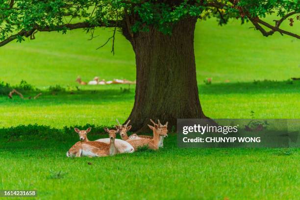 pere david's deer in woburn abbey deer park, england - buckinghamshire stock pictures, royalty-free photos & images