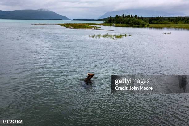 Brown bear fishes for salmon on August 12, 2023 near Brooks Falls within Alaska's vast Katmai National Park and Preserve. The bears feast there in...