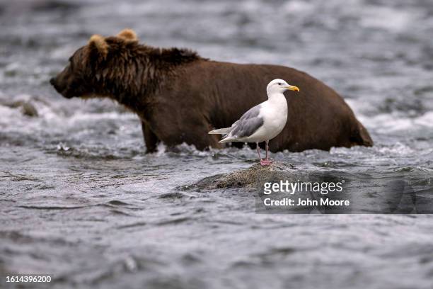 Glaucous-winged gull waits for scraps as a brown bear fishes for sockeye salmon on August 11, 2023 at Brooks Falls, Alaska within the Katmai National...