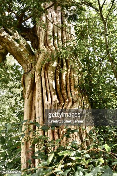 churchyard yew. - yew stock pictures, royalty-free photos & images