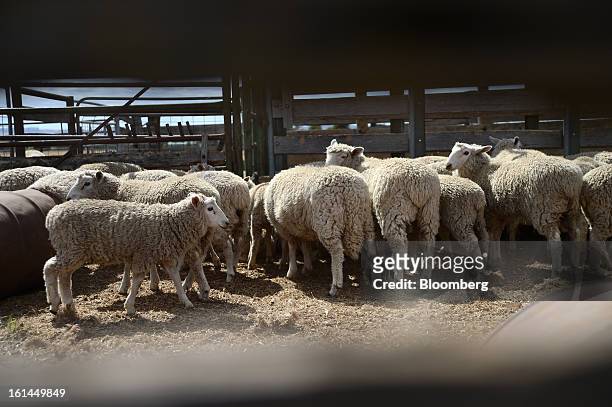 Border Leicester lambs stand in a holding pen at a shearing shed near Lancefield, Australia, on Friday, Feb. 8, 2013. There is scope for considerable...