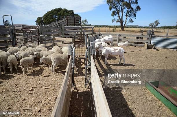 Border Leicester lambs, left, and freshly shorn sheep stand in holding pens at a shearing shed near Lancefield, Australia, on Friday, Feb. 8, 2013....