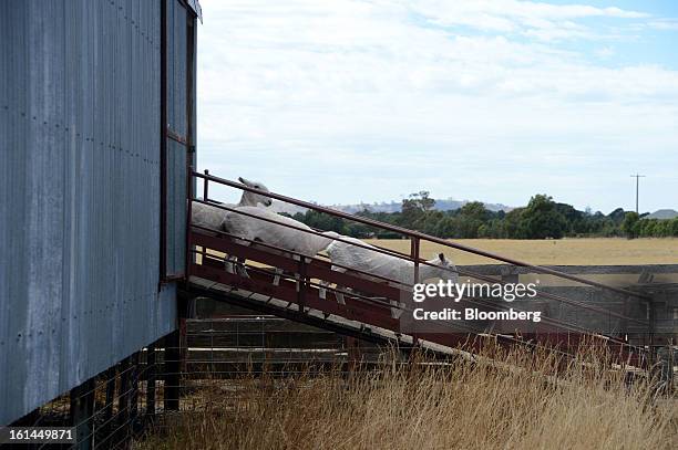 Freshly shorn Border Leicester sheep exit a shearing shed down a wooden ramp near Lancefield, Australia, on Friday, Feb. 8, 2013. There is scope for...