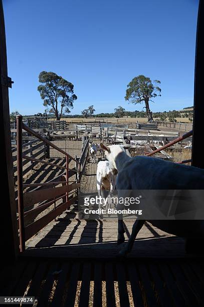 Freshly shorn Border Leicester sheep exit a shearing shed down a wooden ramp to a holding pen near Lancefield, Australia, on Friday, Feb. 8, 2013....