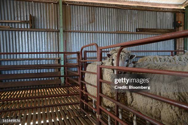 Border Leicester sheep stand in a holding pen at a shearing shed near Lancefield, Australia, on Friday, Feb. 8, 2013. There is scope for considerable...