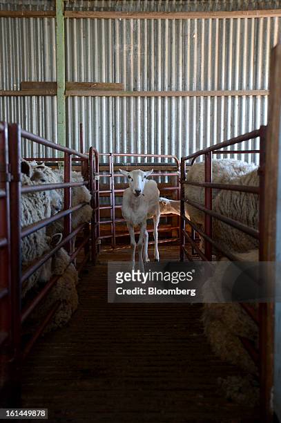 Freshly shorn Border Leicester sheep stands between pens holding unshorn sheep at a shearing shed near Lancefield, Australia, on Friday, Feb. 8,...