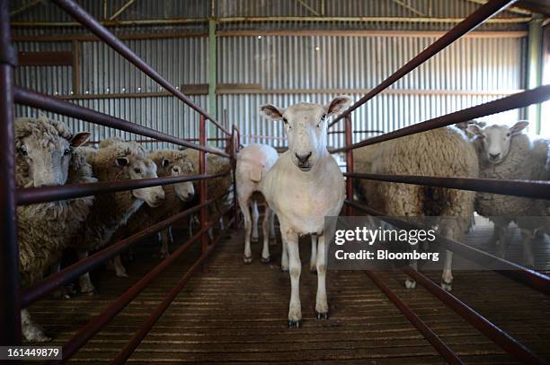 Freshly shorn Border Leicester sheep stands between pens holding unshorn sheep at a shearing shed near Lancefield, Australia, on Friday, Feb. 8,...