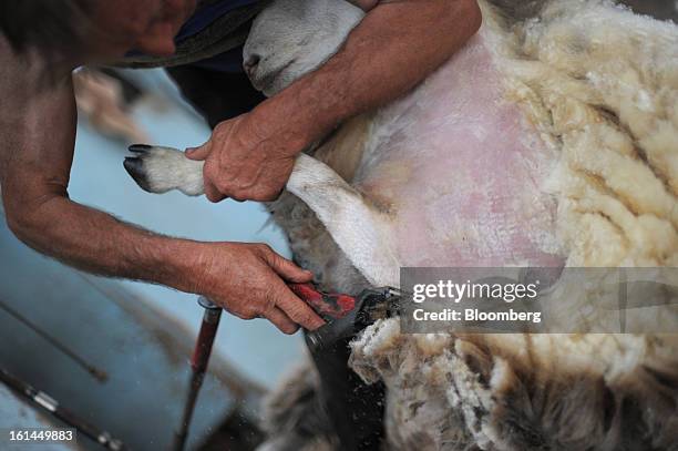 Greg Muir shears a Border Leicester sheep at a shearing shed near Lancefield, Australia, on Friday, Feb. 8, 2013. There is scope for considerable...