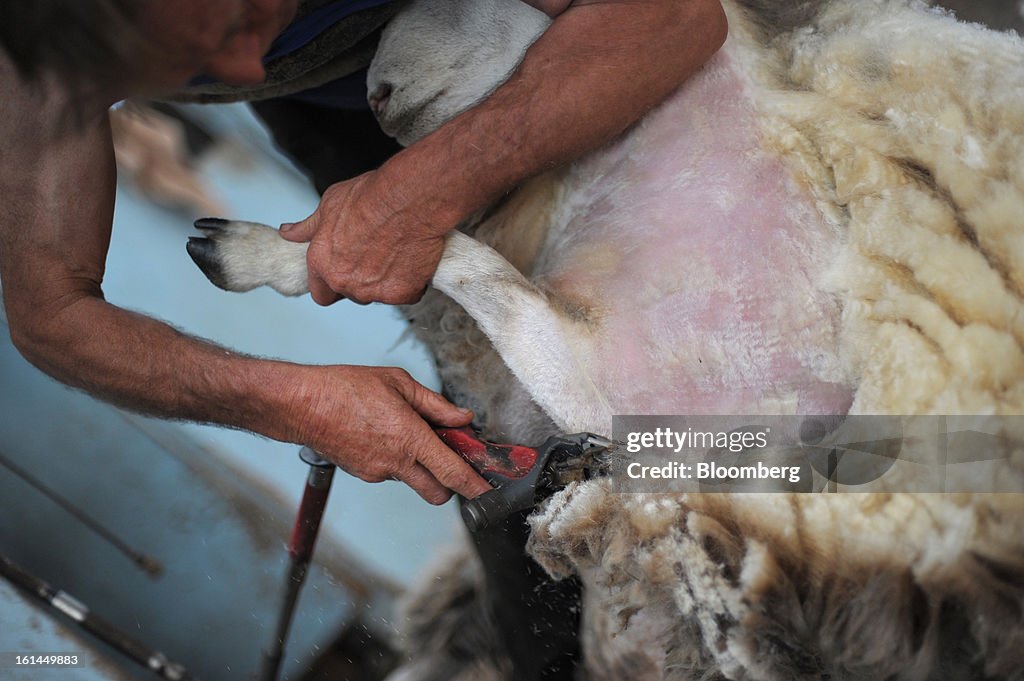 Sheep Shearing At A Woolshed As Australian Wool Prices Seen Declining