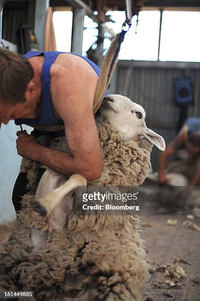 Greg Muir shears a Border Leicester sheep in a shearing shed near Lancefield, Australia, on Friday, Feb. 8, 2013. There is scope for considerable...