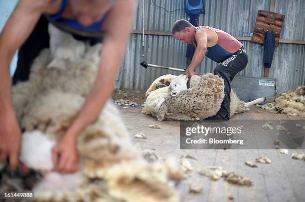 Shane Muir, right, shears a Border Leicester sheep at a shearing shed near Lancefield, Australia, on Friday, Feb. 8, 2013. There is scope for...