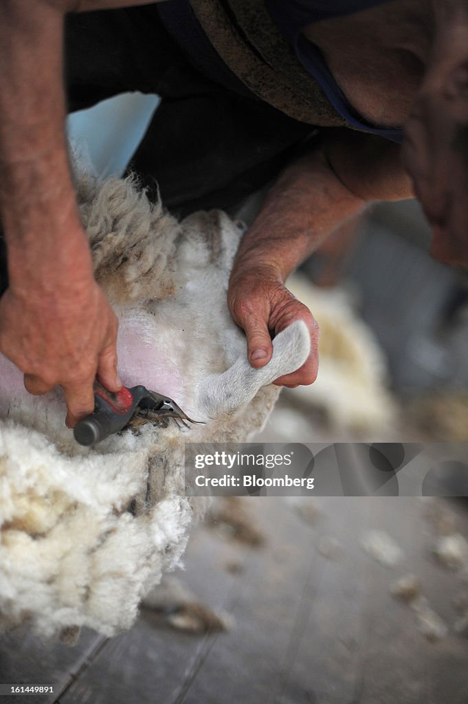 Sheep Shearing At A Woolshed As Australian Wool Prices Seen Declining