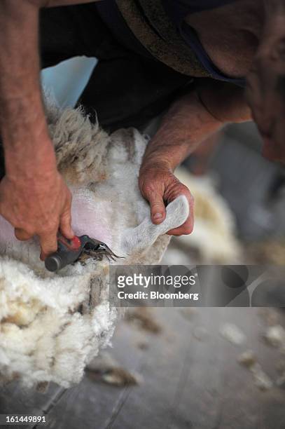 Greg Muir shears a Border Leicester sheep at a shearing shed near Lancefield, Australia, on Friday, Feb. 8, 2013. There is scope for considerable...