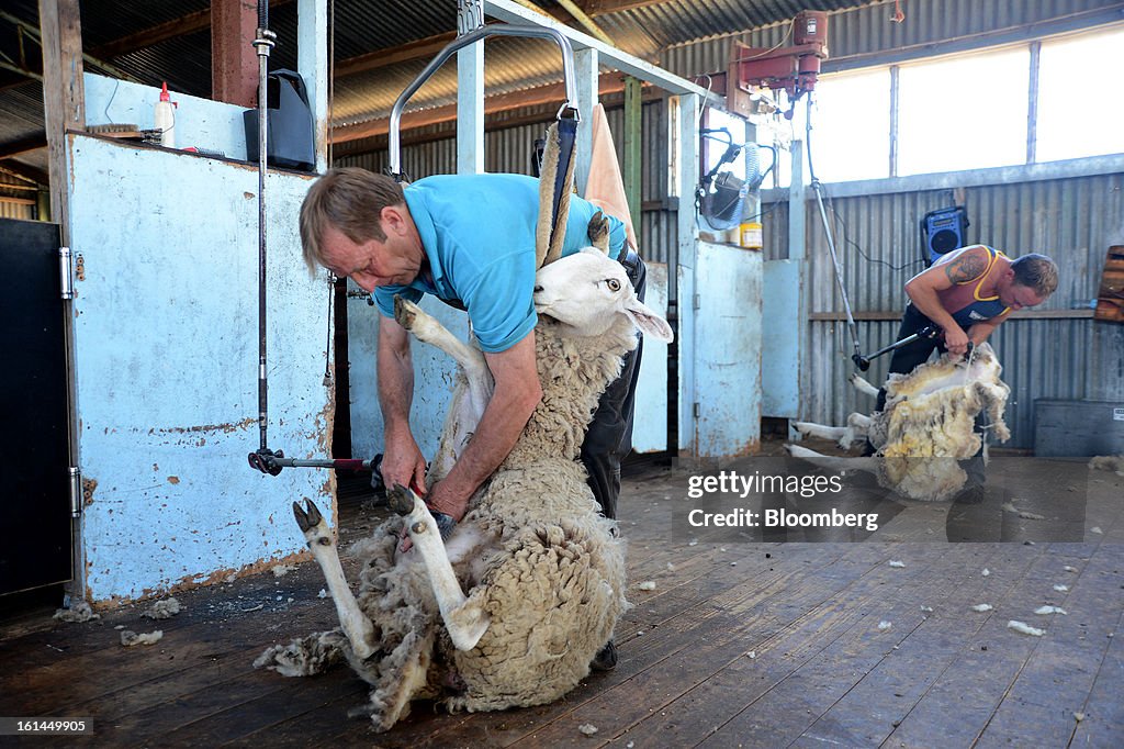 Sheep Shearing At A Woolshed As Australian Wool Prices Seen Declining