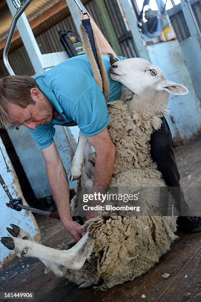 Greg Muir shears a Border Leicester sheep at a shearing shed near Lancefield, Australia, on Friday, Feb. 8, 2013. There is scope for considerable...