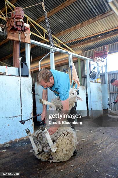 Greg Muir shears a Border Leicester sheep at a shearing shed near Lancefield, Australia, on Friday, Feb. 8, 2013. There is scope for considerable...