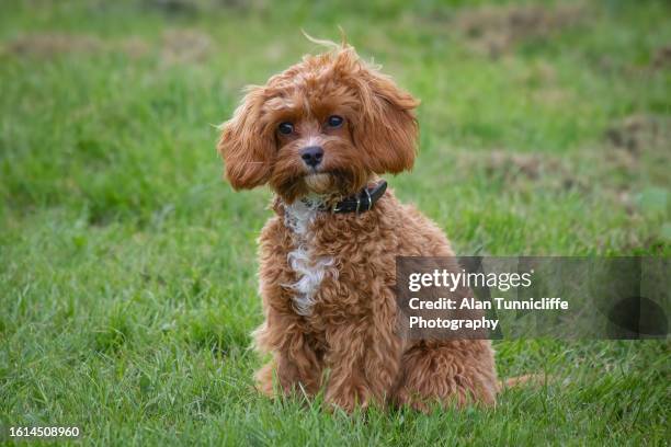 cavapoo puppy - cavoodle stockfoto's en -beelden