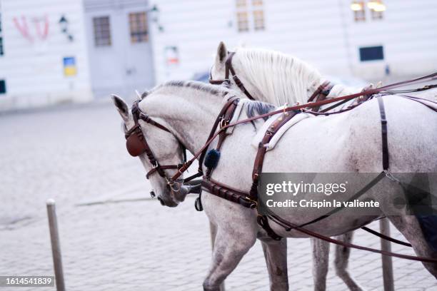 front part of two horses in front of a carriage. - traction animale photos et images de collection