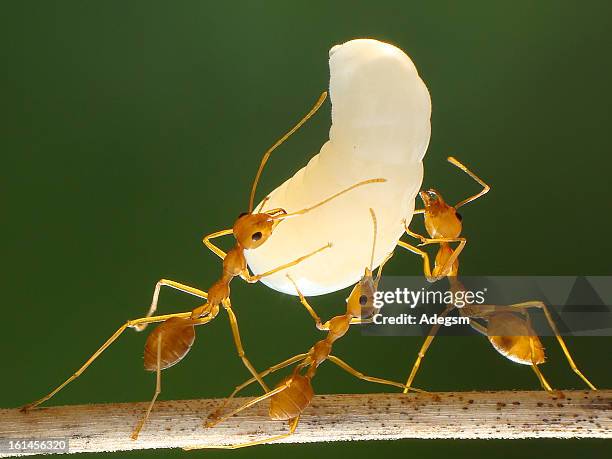 ants and their larvae - weberameise stock-fotos und bilder