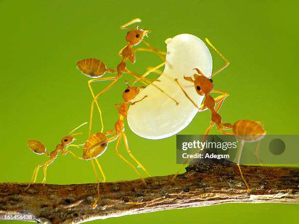 ants and their larvae - weberameise stock-fotos und bilder