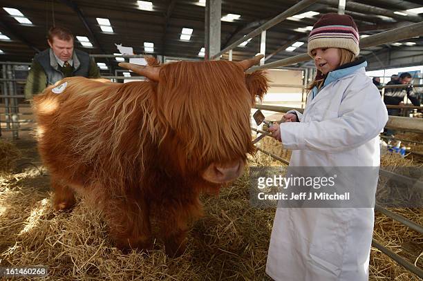 Emily Armstrong, aged 7, from Tiree prepares a calf for show as farmers gather for the 122nd Highland Cattle Society spring sale at Oban Livestock...