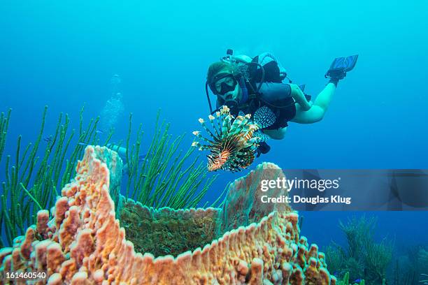 lionfishtam - belize stock pictures, royalty-free photos & images