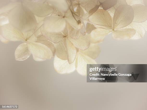 dried small hydrangea flowers - cesar flores fotografías e imágenes de stock
