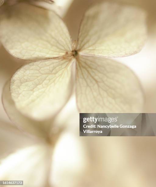 dried small hydrangea flowers - cesar flores fotografías e imágenes de stock