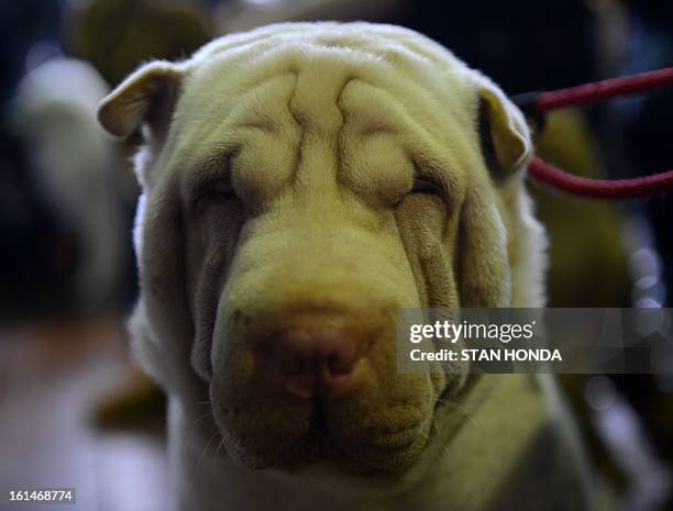 Robert Dinero Johnson, a Shar Pei, at the Westminster Kennel Club Dog Show February 11, 2013 in New York. AFP PHOTO/Stan HONDA