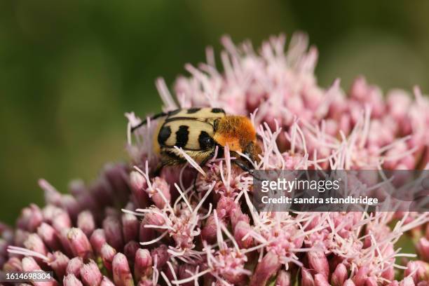 an extremely rare bee beetle, trichius fasciatus, feeding on the pollen of a wild hemp agrimony plant, eupatorium cannabinum, growing in a meadow. - flower black background stock pictures, royalty-free photos & images