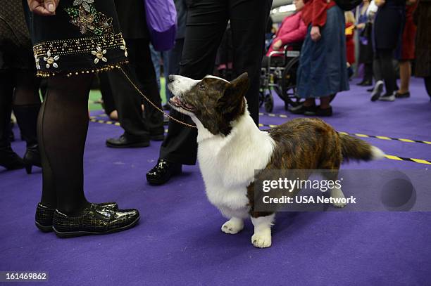 The 137th Annual Westminster Kennel Club Dog Show" Cardigan Welsh Corgi at Pier 92 & 94 in New York City on Monday, February 11, 2013 -- Pictured:...