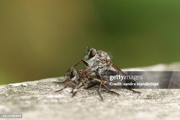 a mating pair of kite-tailed robberfly, machimus atricapillus, perching on a wooden fence. - mating stock pictures, royalty-free photos & images