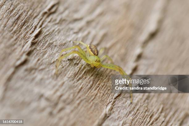 a crab spider, diaea dorsata, on a wooden fence in a forest. - stakes day stock pictures, royalty-free photos & images