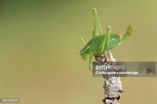 a female speckled bush-cricket, leptophyes punctatissima, on a twig. - syrsa insekt bildbanksfoton och bilder