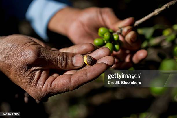 Hector Perez, a small batch coffee producer, points out damaged coffee beans near Antigua, Guatemala, on Saturday, Feb. 9, 2013. The Guatemalan...