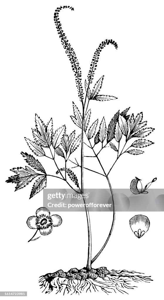 Black Cohosh Flower (Actaea Racemosa) - 19th Century