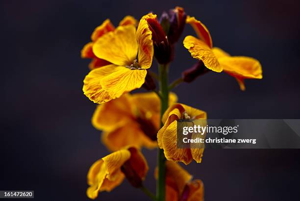 golden aegean wallflower - erysimum cheiri stock pictures, royalty-free photos & images