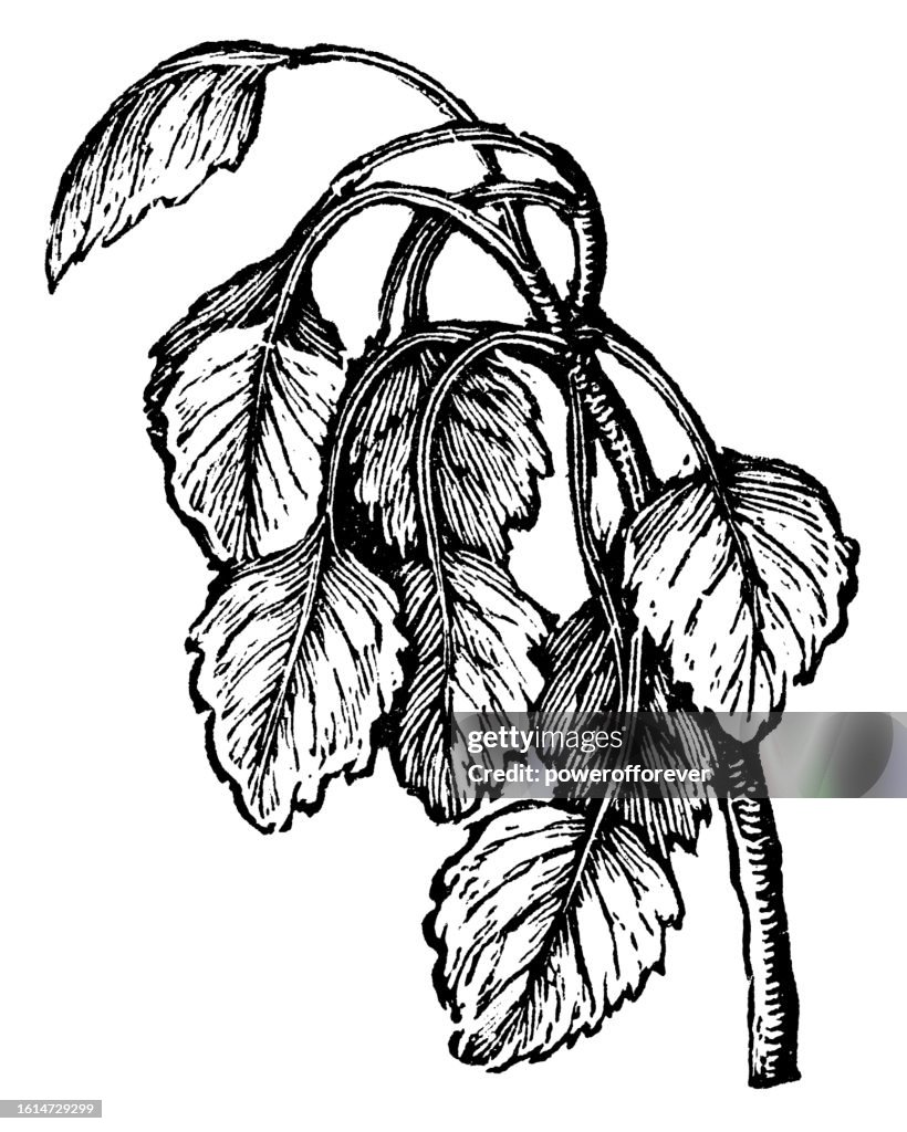 Quaking Aspen Tree (Populus Tremuloides) - 19th Century