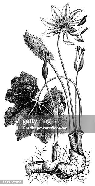 bloodroot flower (sanguinaria canadensis) - 19th century - rhizomatous stock illustrations
