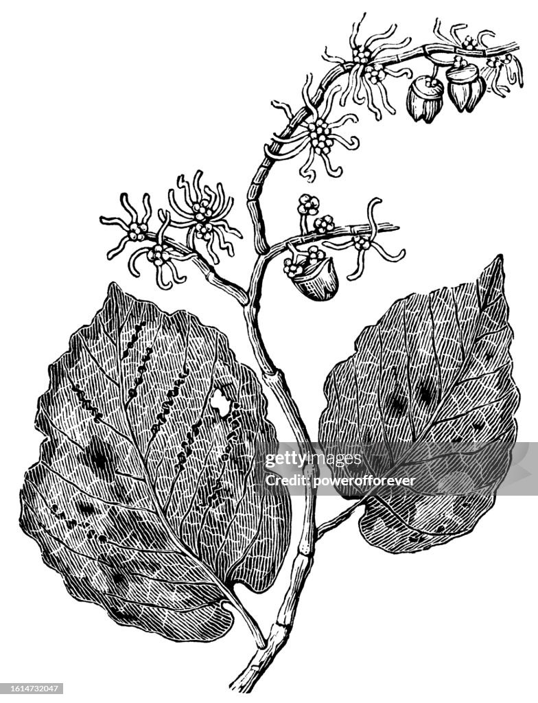 Common Witch-Hazel Flower (Hamamelis Virginiana) - 19th Century