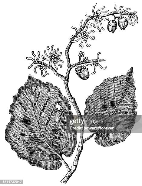 common witch-hazel flower (hamamelis virginiana) - 19th century - witchhazel stock illustrations