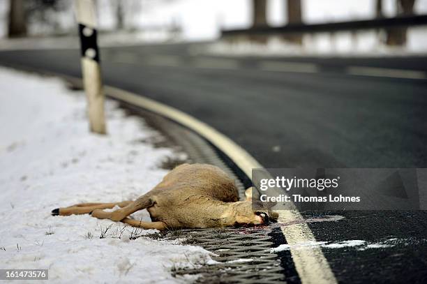 Dead deer lies on the side of a highway after being struck by a car on February 11, 2013 near Herbstein, Germany. Though no precise numbers are...